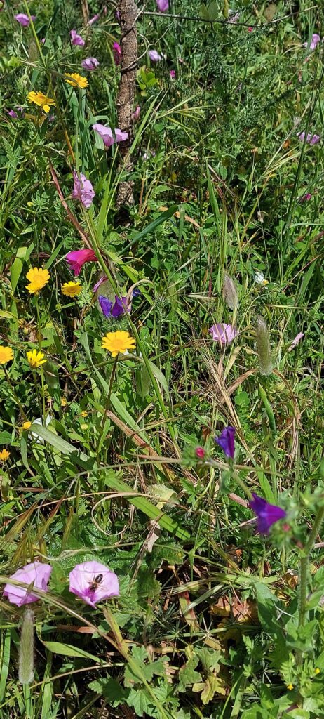 Wildflowers